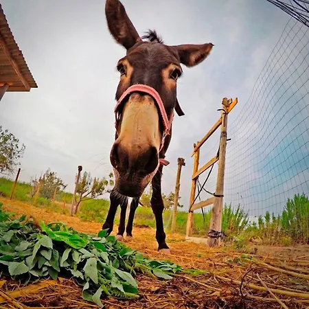 Agrimaccari Marzamemi-vendicari - Esperienza Autentica Siciliana Camping Marzamemi